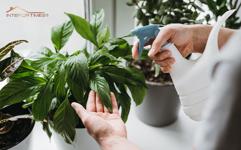 Spraying indoor plants